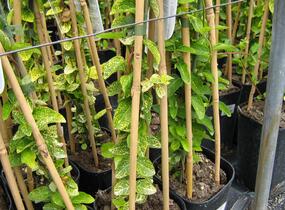 Zimolez japonský 'Aureoreticulata' - Lonicera japonica 'Aureoreticulata'