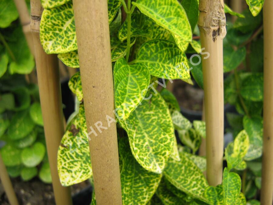 Zimolez japonský 'Aureoreticulata' - Lonicera japonica 'Aureoreticulata'