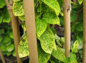 Zimolez japonský 'Aureoreticulata' - Lonicera japonica 'Aureoreticulata'