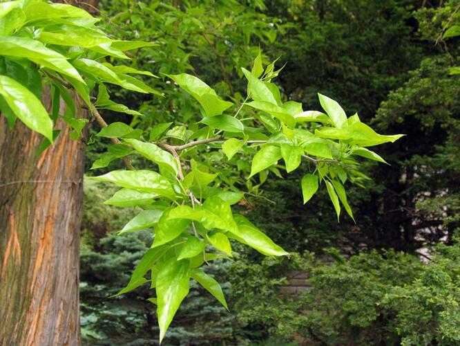 Makrula oranžová - Maclura pomifera