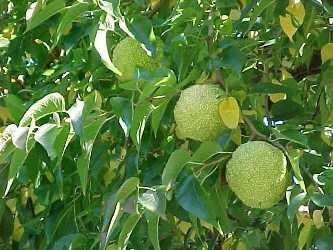 Makrula oranžová - Maclura pomifera