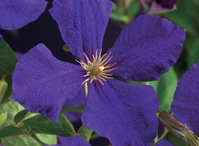 Plamének Jackmanův - Clematis jackmanii