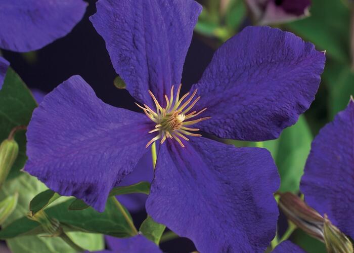 Plamének Jackmanův - Clematis jackmanii