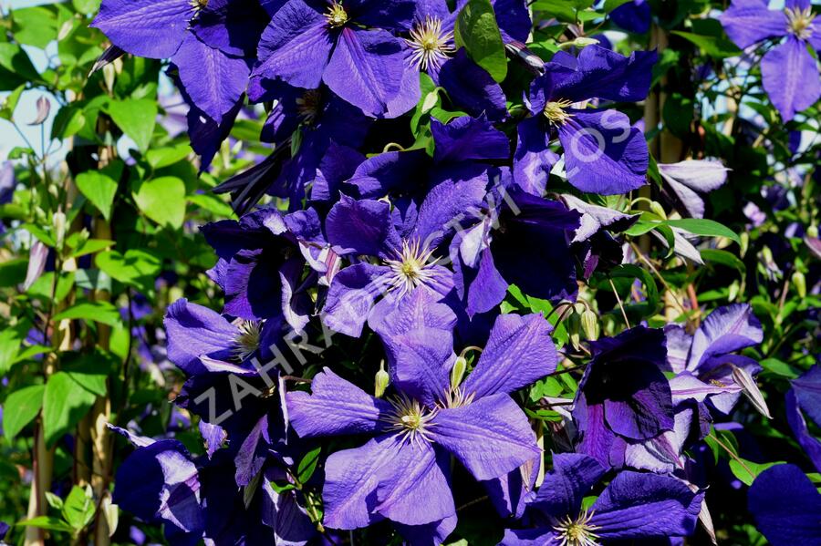 Plamének Jackmanův - Clematis jackmanii