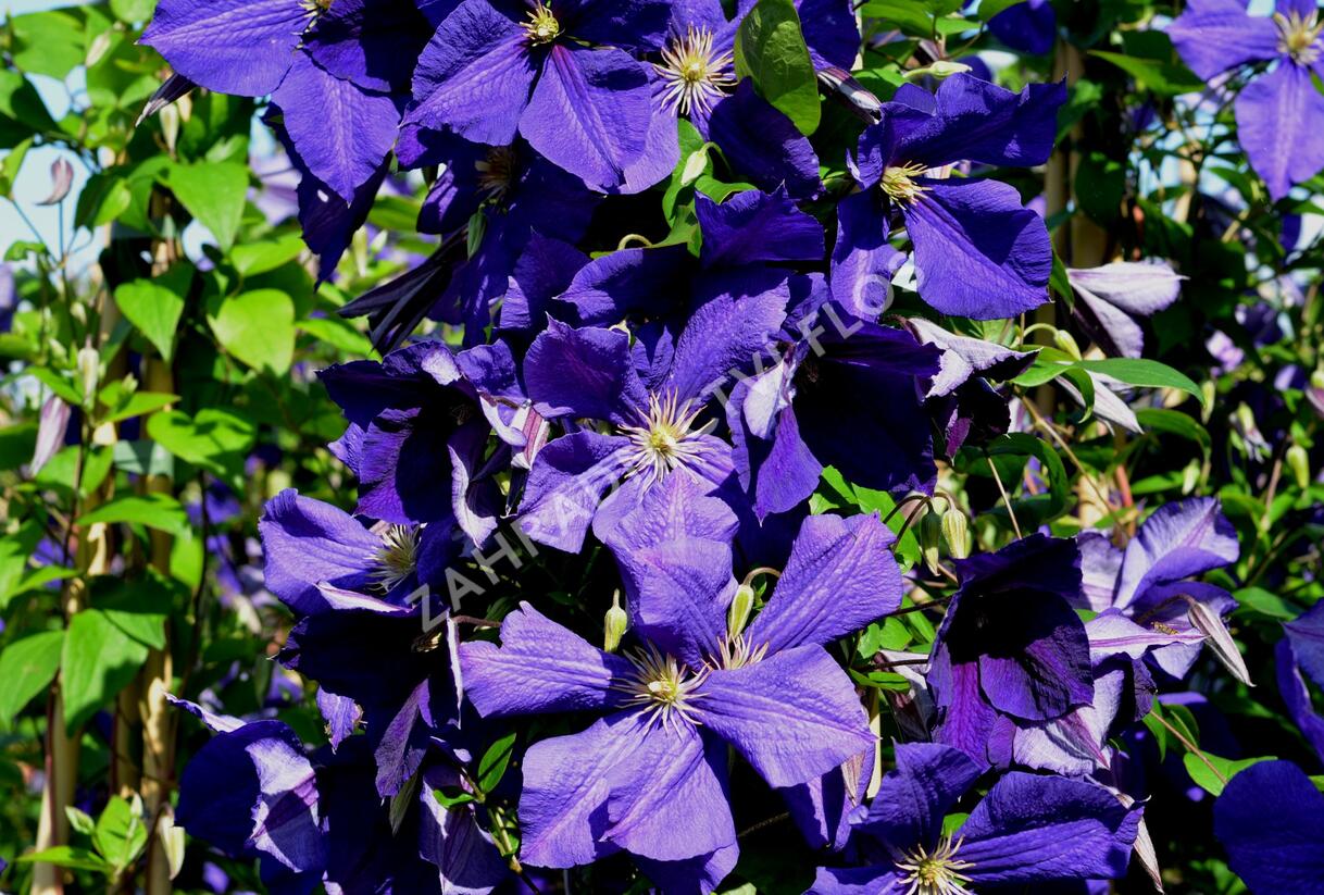 Plamének Jackmanův - Clematis jackmanii