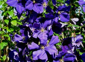 Plamének Jackmanův - Clematis jackmanii