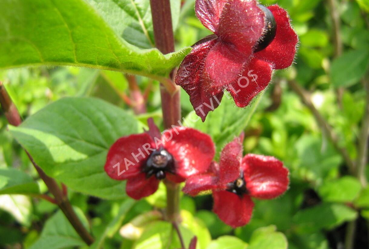 Zimolez Ledebourův - Lonicera ledebourii