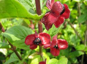 Zimolez Ledebourův - Lonicera ledebourii