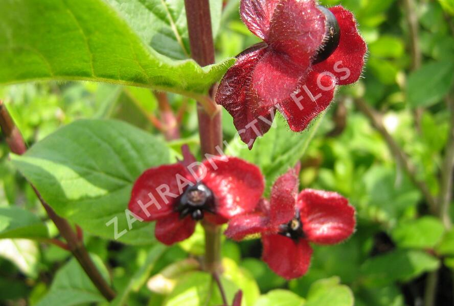 Zimolez Ledebourův - Lonicera ledebourii