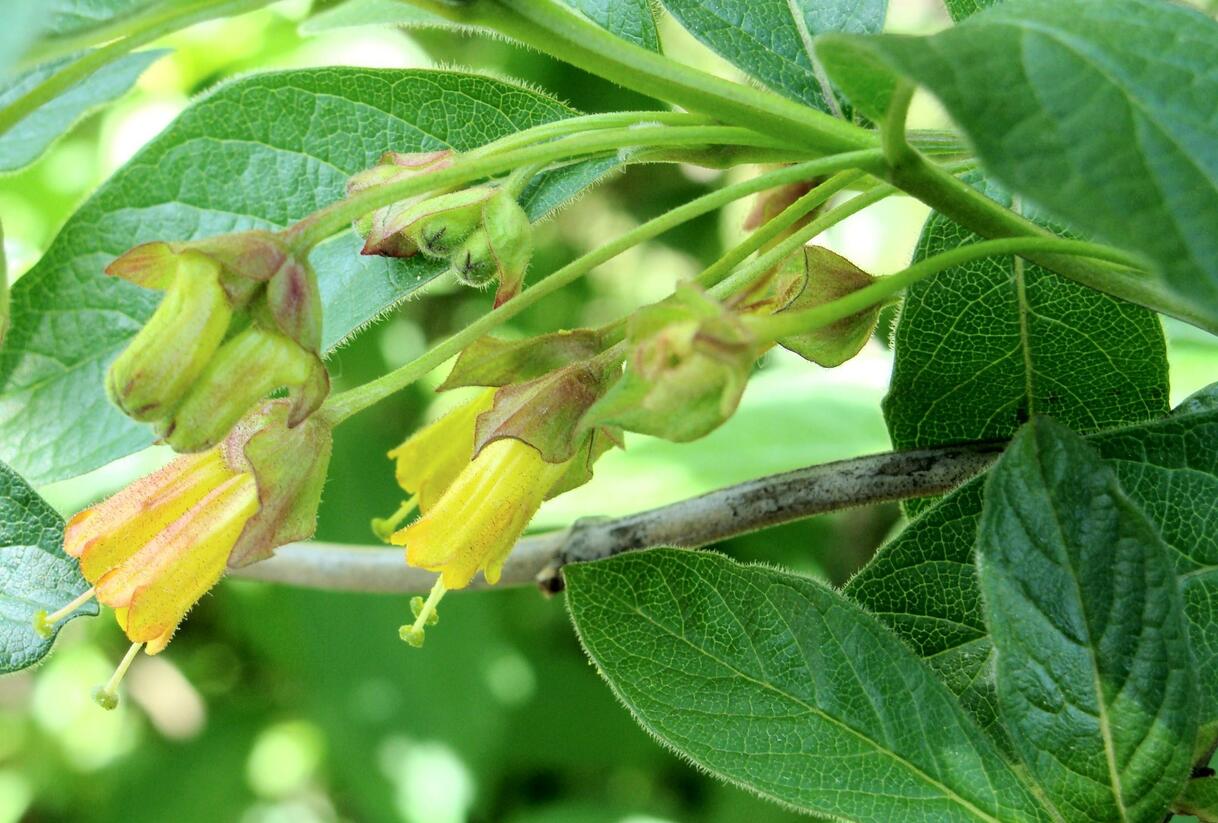 Zimolez Ledebourův - Lonicera ledebourii