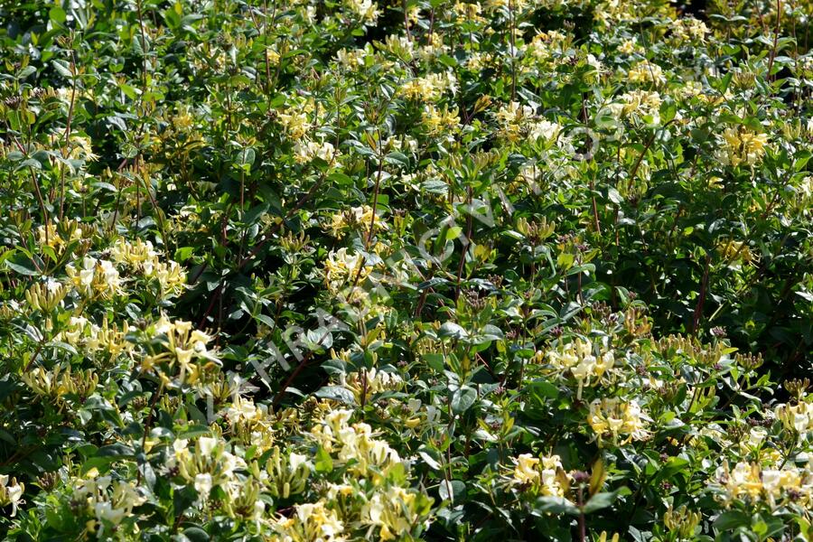Zimolez 'Honey Baby' - Lonicera 'Honey Baby'