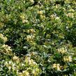 Zimolez 'Honey Baby' - Lonicera 'Honey Baby'