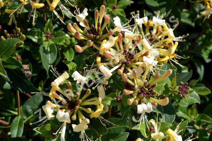 Zimolez 'Honey Baby' - Lonicera 'Honey Baby'