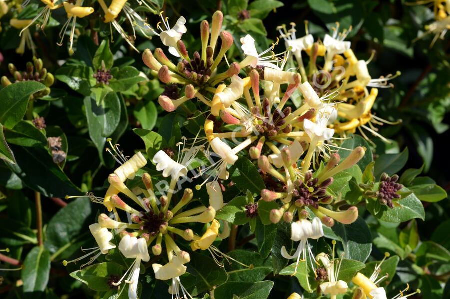 Zimolez 'Honey Baby' - Lonicera 'Honey Baby'