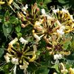 Zimolez 'Honey Baby' - Lonicera 'Honey Baby'