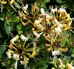 Zimolez 'Honey Baby'