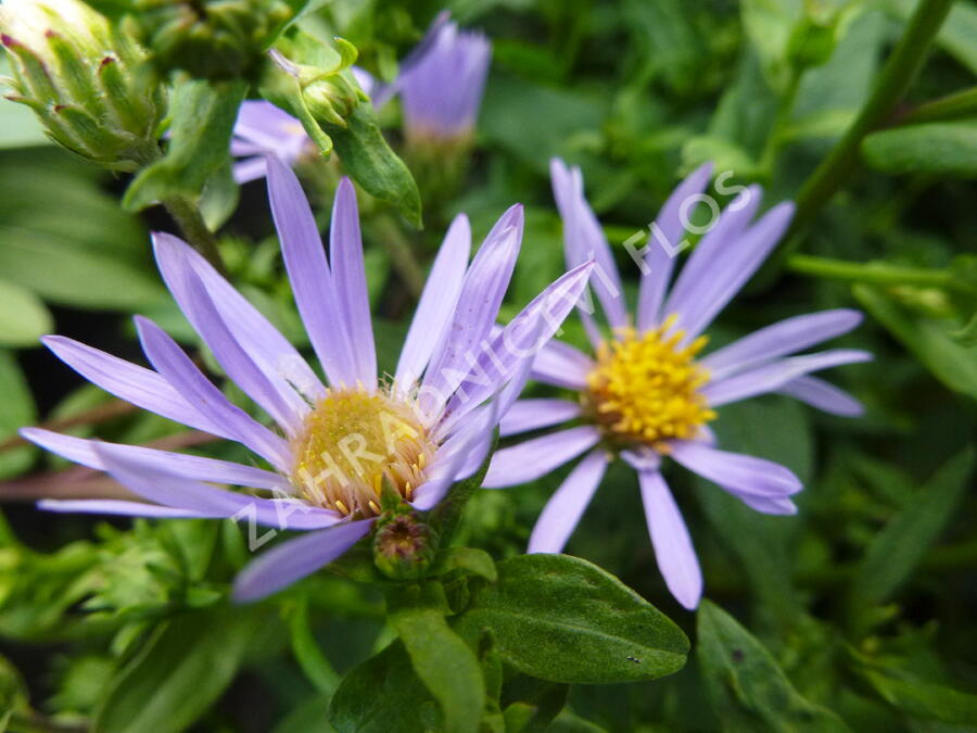 Hvězdnice novobelgická 'Schöne von Dietlikon' - Aster novi-belgii 'Schöne von Dietlikon'