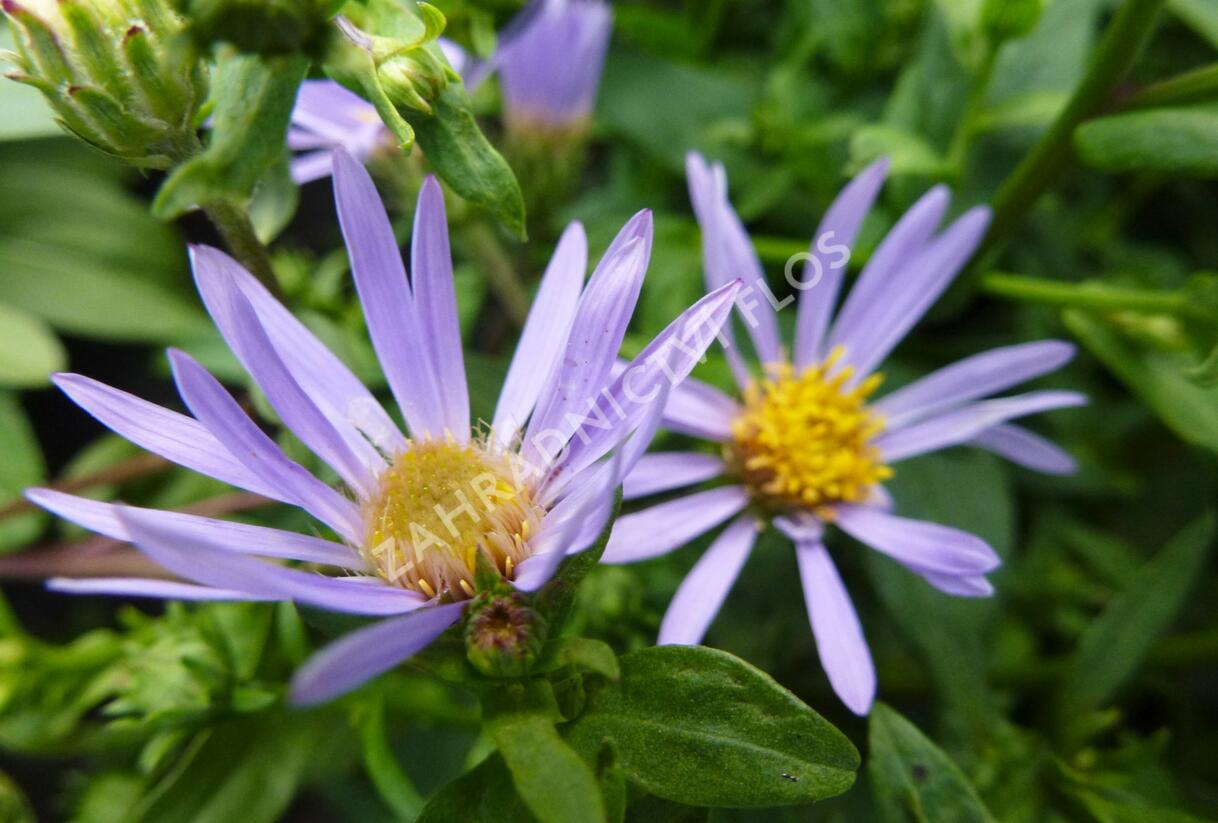 Hvězdnice novobelgická 'Schöne von Dietlikon' - Aster novi-belgii 'Schöne von Dietlikon'
