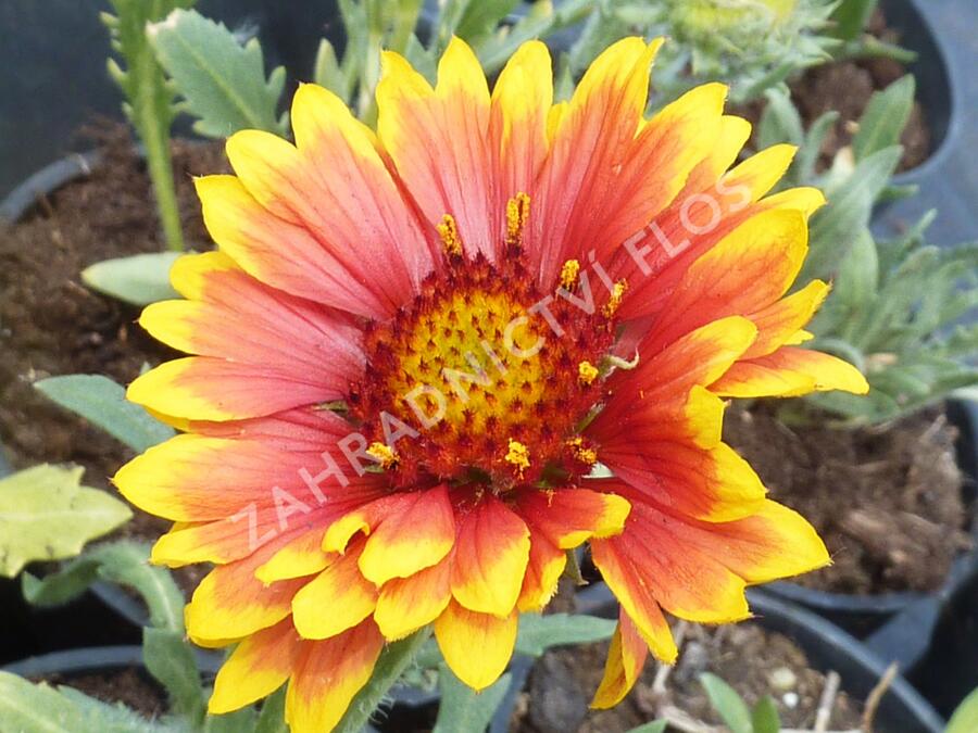 Kokarda osinatá 'Granada' - Gaillardia aristata 'Granada'