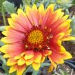 Kokarda osinatá 'Granada' - Gaillardia aristata 'Granada'