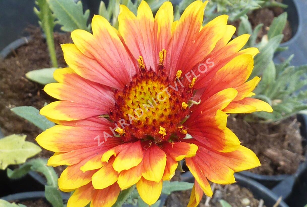 Kokarda osinatá 'Granada' - Gaillardia aristata 'Granada'