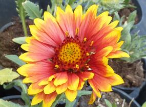 Kokarda osinatá 'Granada' - Gaillardia aristata 'Granada'