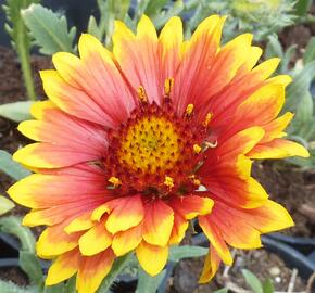 Kokarda osinatá 'Granada'