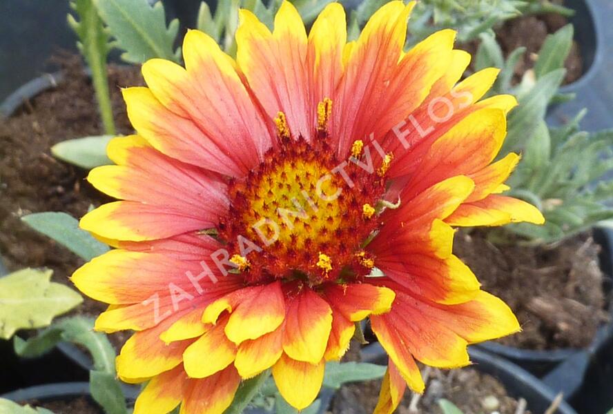 Kokarda osinatá 'Granada' - Gaillardia aristata 'Granada'