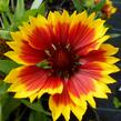 Kokarda osinatá 'Granada' - Gaillardia aristata 'Granada'