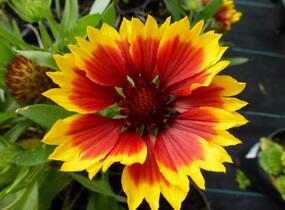 Kokarda osinatá 'Granada' - Gaillardia aristata 'Granada'