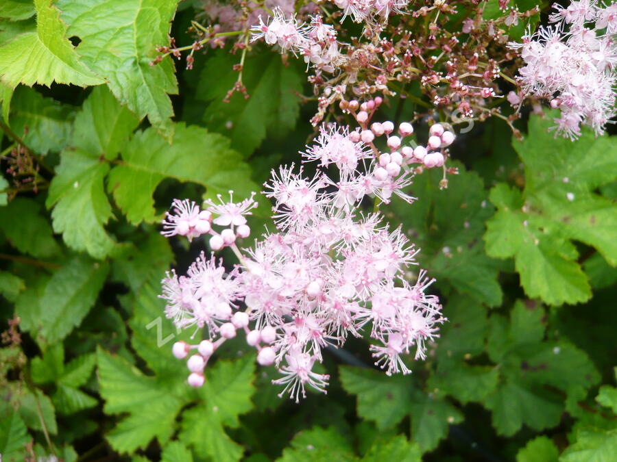 Tužebník 'Kahome' - Filipendula palmata 'Kahome'