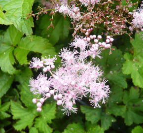 Tužebník 'Kahome' - Filipendula palmata 'Kahome'