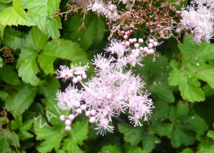 Tužebník 'Kahome' - Filipendula palmata 'Kahome'