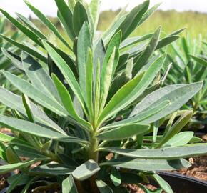 Pryšec hnědokvětý 'Forescate'