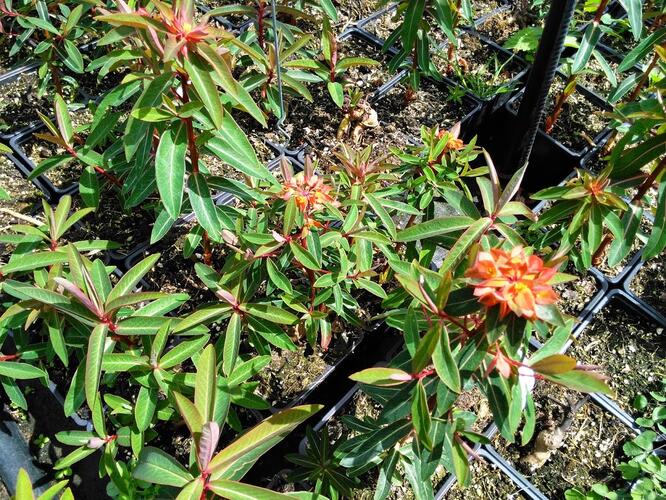 Pryšec Griffithův 'Fireglow' - Euphorbia griffithii 'Fireglow'