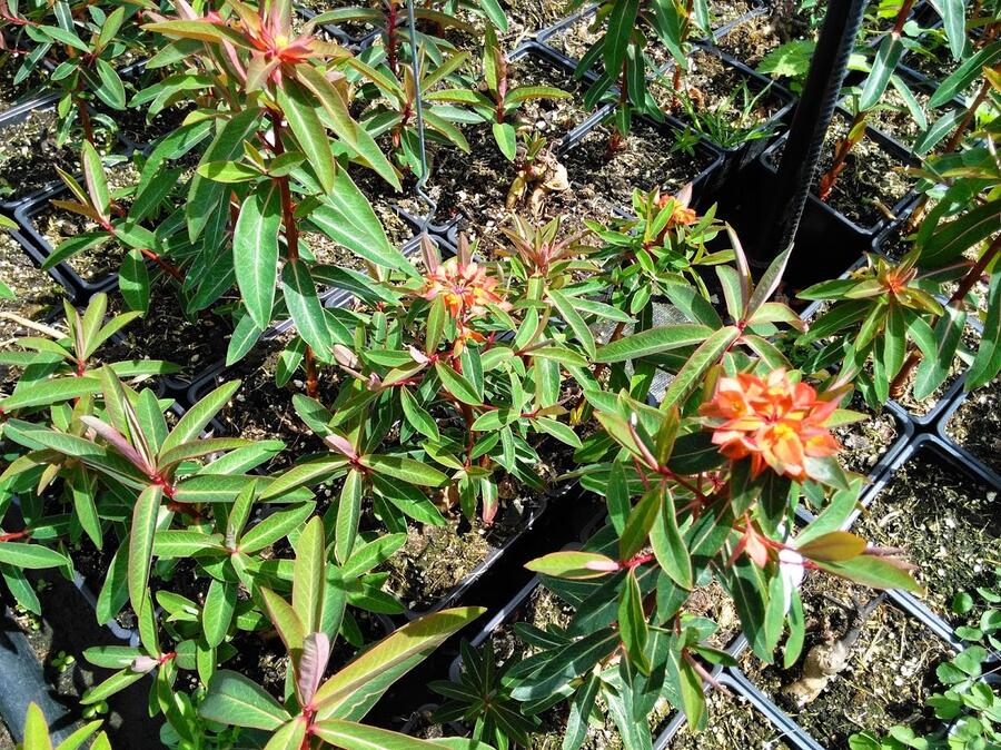 Pryšec Griffithův 'Fireglow' - Euphorbia griffithii 'Fireglow'
