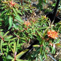Pryšec Griffithův 'Fireglow' - Euphorbia griffithii 'Fireglow'