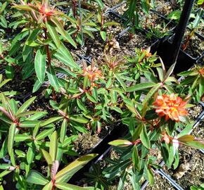 Pryšec Griffithův 'Fireglow'