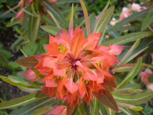 Pryšec Griffithův 'Fireglow' - Euphorbia griffithii 'Fireglow'