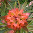 Pryšec Griffithův 'Fireglow' - Euphorbia griffithii 'Fireglow'