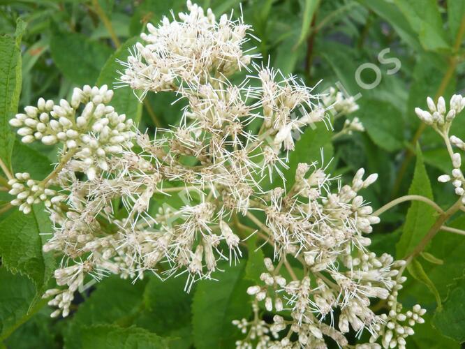 Sadec 'Bartered Bride' - Eupatorium fistulosum 'Bartered Bride'