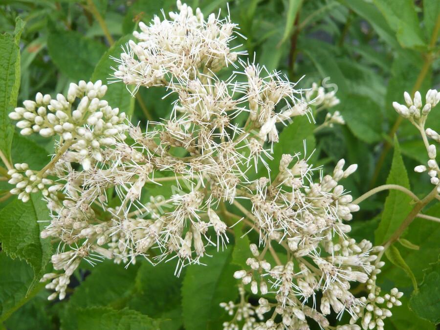 Sadec 'Bartered Bride' - Eupatorium fistulosum 'Bartered Bride'