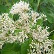 Sadec 'Bartered Bride' - Eupatorium fistulosum 'Bartered Bride'