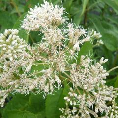 Sadec 'Bartered Bride' - Eupatorium fistulosum 'Bartered Bride'
