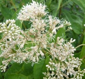 Sadec 'Bartered Bride'