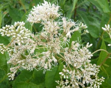 Sadec 'Bartered Bride'