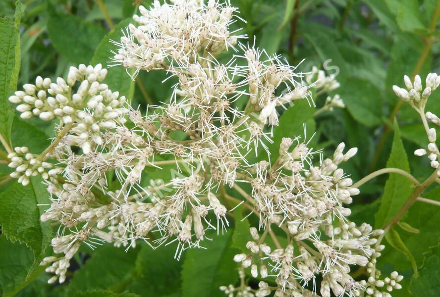 Sadec 'Bartered Bride' - Eupatorium fistulosum 'Bartered Bride'