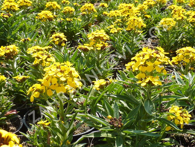 Trýzel - Erysimum helveticum