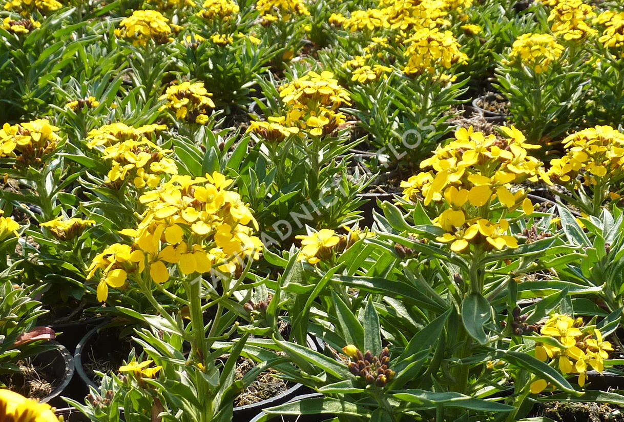 Trýzel - Erysimum helveticum