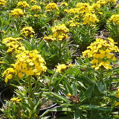 Trýzel - Erysimum helveticum